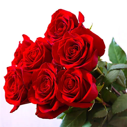اجاره کلبه جنگلی وینر رامسر چالکرود